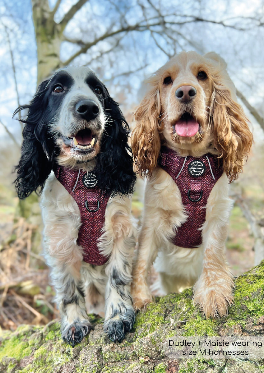 Tough Trails Harness Country Burgundy Pawsome Paws Boutique