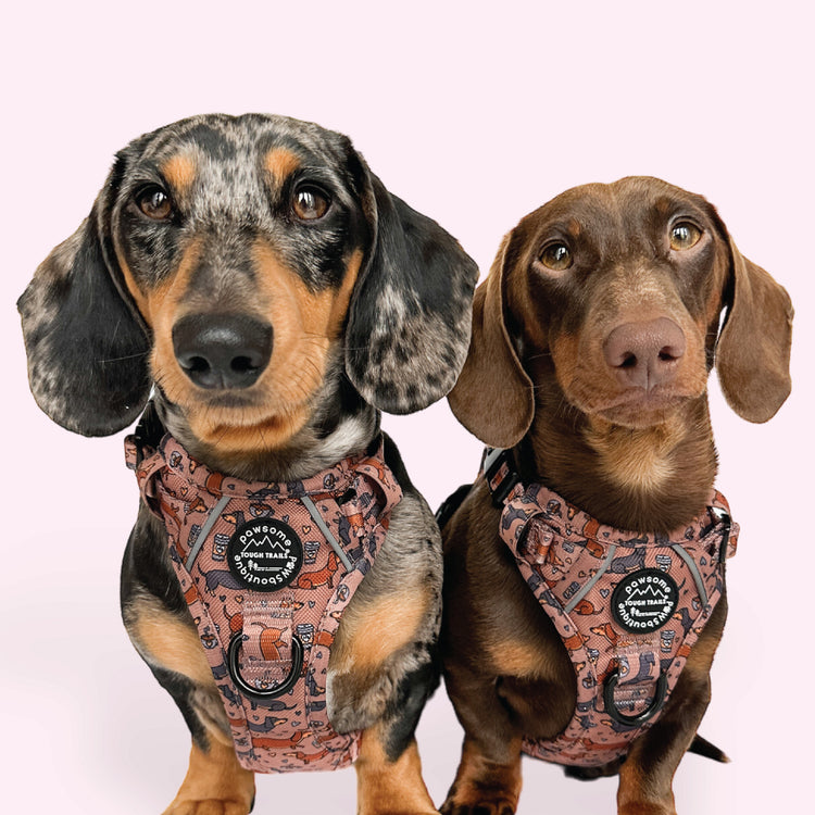 Collections – Pawsome Paws Boutique